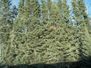 fir or spruce tall and narrow