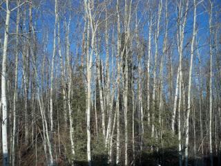 birch, mabe aspen